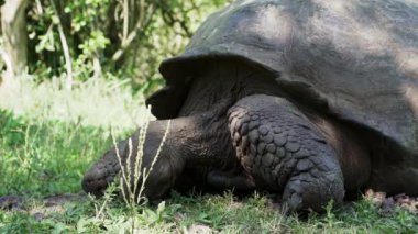 Galapagos dev kaplumbağası Chelonoidis niger, Ekvador Pasifik Okyanusu 'ndaki Galapagos adalarına özgü bir sürüngen türüdür..