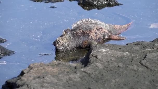 Tengeri Iguana Amblyrhynchus Cristatus Szintén Tenger Sós Víz Vagy Galapagos — Stock videók