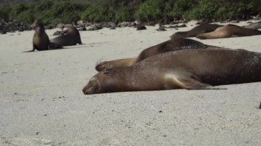 Galapagos deniz aslanı grubu Zalophus wollebaeki, arka planda turkuaz su bulunan Ekvador kıyılarının Pasifik Okyanusu 'ndaki Galapagos adalarının beyaz kumlu plajında..