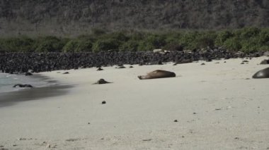 Galapagos deniz aslanı grubu Zalophus wollebaeki, arka planda turkuaz su bulunan Ekvador kıyılarının Pasifik Okyanusu 'ndaki Galapagos adalarının beyaz kumlu plajında..