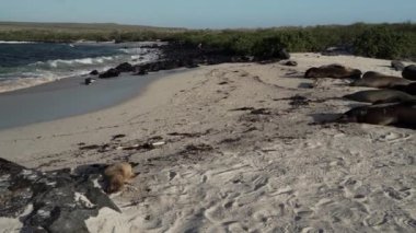 Galapagos deniz aslanı grubu Zalophus wollebaeki, arka planda turkuaz su bulunan Ekvador kıyılarının Pasifik Okyanusu 'ndaki Galapagos adalarının beyaz kumlu plajında..