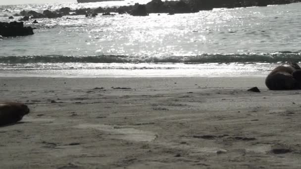 Группа Галапагосских Морских Львов Zalophus Wollebaeki Белом Песчаном Пляже Галапагосских — стоковое видео