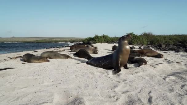 Grupo Galápagos Leão Marinho Zalophus Wollebaeki Praia Areia Branca Das — Vídeo de Stock