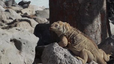 Sarı galapagos kara iguanası, Drusenkopf ya da Conolophus subcristatus olarak da bilinir, Ekvador 'daki Galapagos adalarına özgü, dinlenme, güneşlenme ve dikenli armut kaktüsünün altında ısınma.