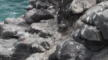 Kuyruklu martı Creagrus furcatus 'u yut, Ekvador Pasifik Okyanusu' ndaki Galapagos adalarının kayalık arazisinde.