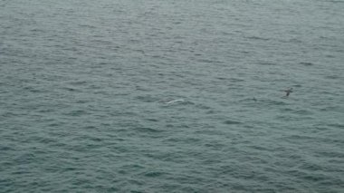 Kırmızı gagalı tropik kuş, Phaethon aethereus, Galapagos adaları takımadasındaki Espanola adasının engebeli kıyı şeridi boyunca uçuyor..