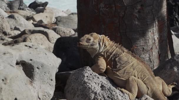 Iguana Gialla Delle Galapagos Conosciuta Anche Come Drusenkopf Conolophus Subcristatus — Video Stock