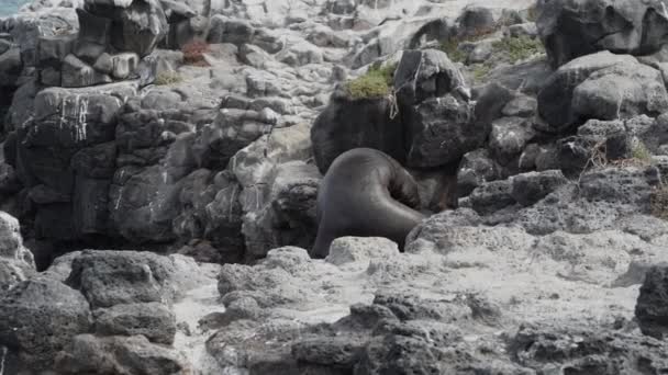Ausgewachsene Galapagos Seelöwen Zalophus Wollebaeki Auf Den Galapagos Inseln Pazifischen — Stockvideo