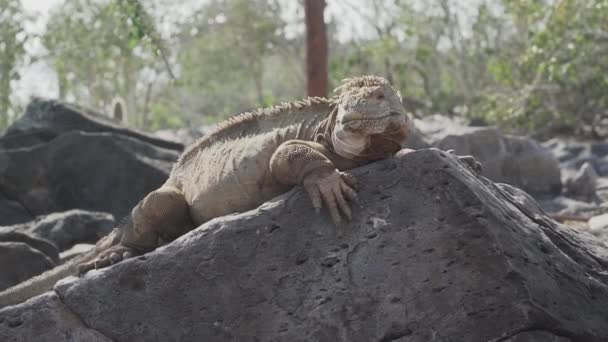 Galápagos Amarelos Iguana Terra Também Conhecido Como Drusenkopf Conolophus Subcristatus — Vídeo de Stock