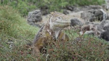 Sarı galapagos kara iguanası, Drusenkopf ya da Conolophus subcristatus olarak da bilinir, Ekvador 'daki Galapagos adalarına özgü, dinlenme, güneşlenme ve ısınma.