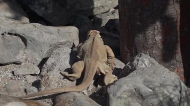 Sarı galapagos kara iguanası, Drusenkopf ya da Conolophus subcristatus olarak da bilinir, Ekvador 'daki Galapagos adalarına özgü, dinlenme, güneşlenme ve dikenli armut kaktüsünün altında ısınma.