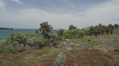 Ekvador Pasifik Okyanusu 'ndaki Galapagos Adaları' nın takımadalarındaki Espanola Adası 'nın manzarasında dikenli armut kaktüsü..