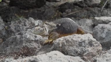Sarı galapagos kara iguanası, Drusenkopf ya da Conolophus subcristatus olarak da bilinir, Ekvador 'daki Galapagos adalarına özgü, dinlenme, güneşlenme ve ısınma.