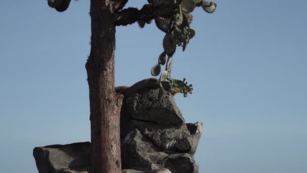 位于厄瓜多尔太平洋沿岸加拉帕戈斯岛上的一群加拉帕戈斯海狮 扎罗浮斯沃勒贝吉 正在一个高挑的梨树仙人掌下悠闲地晒太阳 — 图库视频影像