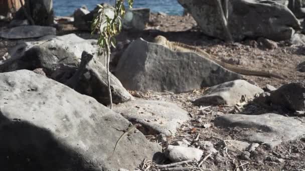 在厄瓜多尔的加拉帕戈斯岛上特有的黄色的加拉帕戈斯陆地鬣蜥 也被称为Drusenkopf或Conolophus Subcristatus 在多刺梨树的仙人掌下面放松 晒日光浴和取暖 — 图库视频影像