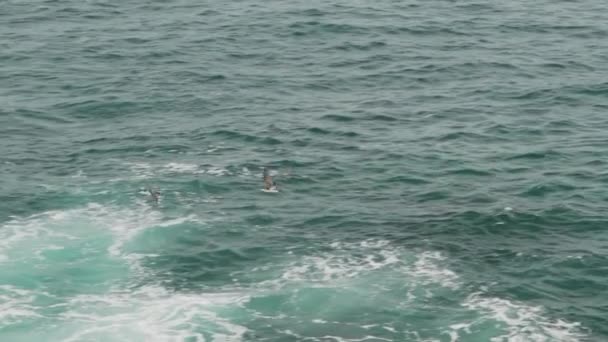 Zeevogels Die Vliegen Langs Steile Kliffen Van Ruige Kustlijn Van — Stockvideo