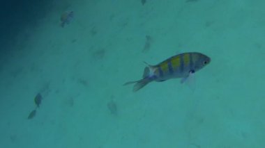 Mısır'ın Kızıldeniz Dalış.