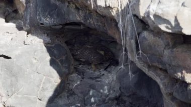 Galapagos kısa kulaklı baykuş, Asio galapagoensis, Güney Amerika 'daki Galapagos adalarının Pasifik Okyanusu' ndaki Genovesa adasında öldürülen avıyla birlikte küçük bir mağarada oturuyor..