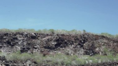 Muhteşem fregat kuşu, Fregata büyütür, karakteristik kırmızı bir kesesi olan büyük bir Karadeniz kuşu, Galapagos adalarının kıyı şeridinde açık mavi gökyüzünde uçan fırkateyn kuşu.