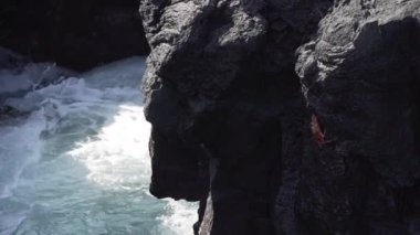 Ekvador 'un Pasifik Okyanusu' ndaki Galapagos adalarındaki lav kayalarının üzerinde sürünen rengarenk hafif ayaklı yengecin, Grapsus grapsus 'un ya da kırmızı kaya yengecinin yavaş çekimleri..