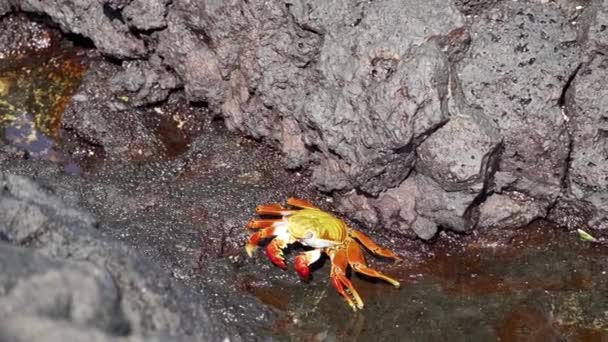 在厄瓜多尔太平洋加拉帕戈斯群岛的熔岩上爬行的色彩艳丽的脚爪蟹 角马蟹或红岩蟹的慢动作 — 图库视频影像
