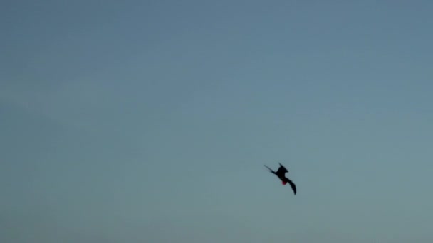 ガラパゴス諸島の海岸線の澄んだ青空に浮かぶ 特徴的な赤い神聖な大きな黒い海の鳥 グレガタの壮大な壮大な鳥 — ストック動画