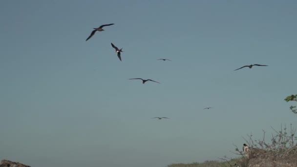 웅장한 프리게버드 프레가타 웅장함 특징적인 황갈색 신사와 갈라파고스 해안선에서 하늘에 — 비디오