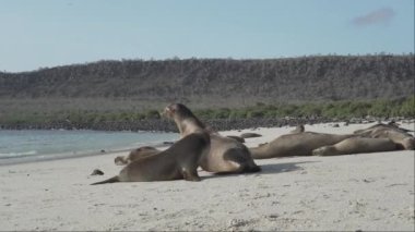 Galapagos deniz aslanı grubu Zalophus wollebaeki, arka planda turkuaz su bulunan Ekvador kıyılarının Pasifik Okyanusu 'ndaki Galapagos adalarının beyaz kumlu plajında..