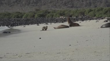 Galapagos deniz aslanı grubu Zalophus wollebaeki, arka planda turkuaz su bulunan Ekvador kıyılarının Pasifik Okyanusu 'ndaki Galapagos adalarının beyaz kumlu plajında..