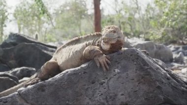 Sarı galapagos kara iguanası, Drusenkopf ya da Conolophus subcristatus olarak da bilinir, Ekvador 'daki Galapagos adalarına özgü, dinlenme, güneşlenme ve dikenli armut kaktüsünün altında ısınma.