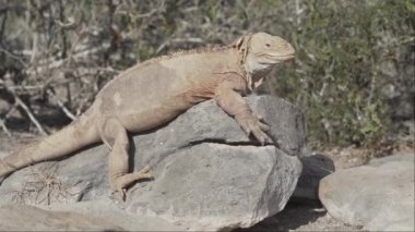 Sarı galapagos kara iguanası, Drusenkopf ya da Conolophus subcristatus olarak da bilinir, Ekvador 'daki Galapagos adalarına özgü, dinlenme, güneşlenme ve dikenli armut kaktüsünün altında ısınma.