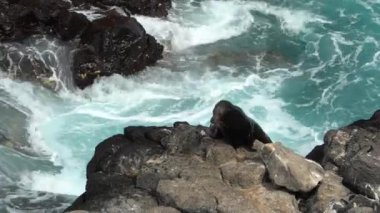 Galapagos deniz aslanı grubu Zalophus wollebaeki, arka planda turkuaz su bulunan Ekvador kıyılarının Pasifik Okyanusu 'ndaki Galapagos adalarının beyaz kumlu plajında..