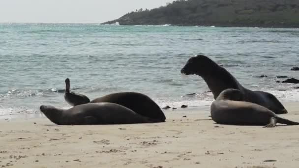 Galapagos Oroszlánfókák Csoportja Zalophus Wollebaeki Galapagos Szigetek Fehér Homokos Partján — Stock videók