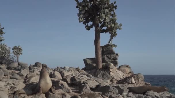Группа Галапагосских Морских Львов Zalophus Wollebaeki Расслабляющая Загорающая Высоким Кактусом — стоковое видео