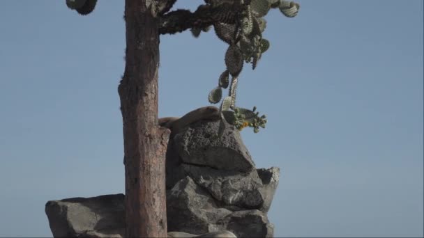 ガラパゴス海のライオンのグループ エクアドルの海岸の太平洋のガラパゴス諸島の背の高い急速に真珠のカクタスの下でリラックスして日光浴 — ストック動画