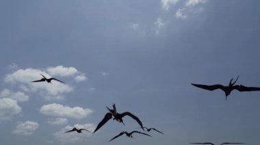 Muhteşem fregat kuşu Fregata, kendine özgü kırmızı bir kesesiyle büyük bir Karadeniz kuşunu büyütür. Mavi gökyüzünde, Galapagos adalarının sahil şeridindeki bir yolcu gemisinin üzerinde süzülür..