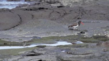 Anne amerikan istiridye avcısı, Haematopus palliatus, ekvador 'daki Galapagos adalarındaki Santiago adasının lav kayalarının üzerinde küçük sevimli bir civcivle birlikte yürüyor..