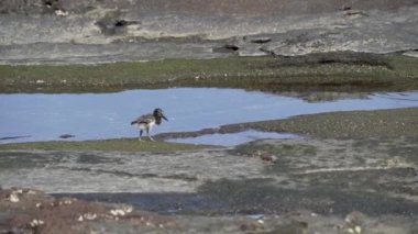 Anne amerikan istiridye avcısı, Haematopus palliatus, ekvador 'daki Galapagos adalarındaki Santiago adasının lav kayalarının üzerinde küçük sevimli bir civcivle birlikte yürüyor..