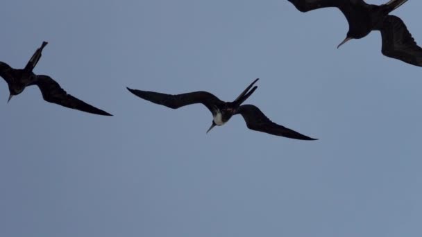 Magnífico Frigatebird Fregata Magnificens Gran Ave Marina Negra Con Característico — Vídeos de Stock