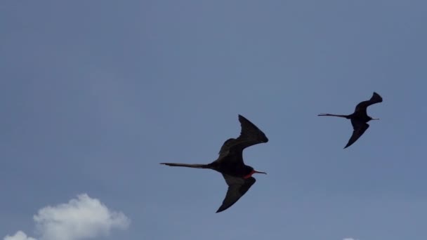Magnifik Frigatebird Fregata Magnificens Stor Svart Sjöfågel Med Karakteristisk Röd — Stockvideo
