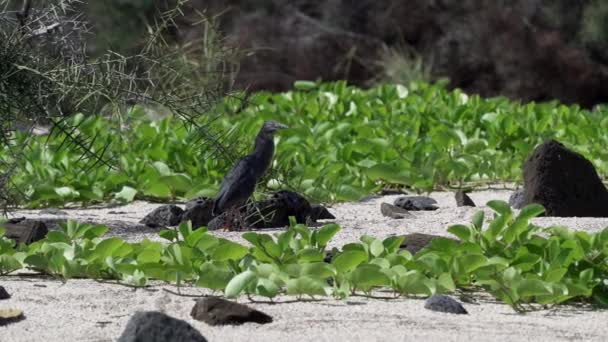 Galapagos Lava Reiger Butorides Sundevalli Wandelen Een Wit Zandstrand Van — Stockvideo