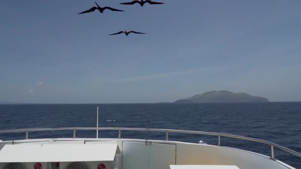 Magnifique Frégate Fregata Magnificens Grand Oiseau Mer Noir Avec Sac — Video
