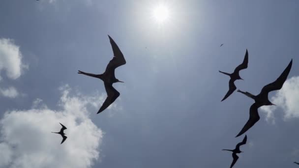Μεγαλοπρεπής Fregatebird Fregata Magnificens Ένα Μεγάλο Μαύρο Θαλάσσιο Πουλί Ένα — Αρχείο Βίντεο