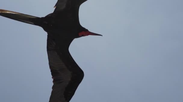 在加拉帕戈斯群岛海岸线上的一艘游轮上 华丽的护卫舰鸟 Fregata 在蔚蓝的天空中展翅飞翔 它是一只黑色的大海鸟 有红色的喉囊 — 图库视频影像