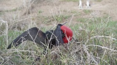 Fregata magnificens, büyük siyah bir deniz kuşunun yavaş çekim gücü, karakteristik kırmızı bir kesesi vardır. Şişirilmiş çuvallı erkek firkateyn kuşu, Galapagos adaları, Ekvador, Güney Amerika