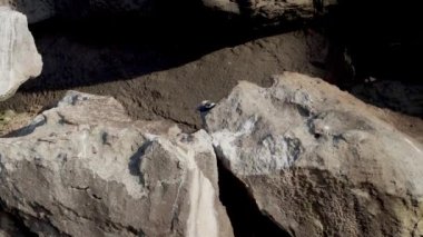 Sarı bir balıkçıl, Nyctanassa ihlali, Ekvador 'un Pasifik Okyanusu' ndaki Galapagos adalarının keskin kenarlı lav kayalarında dinleniyor..