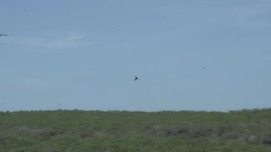 Deniz iguanası, Amblyrhynchus kristali (ayrıca deniz, tuzlu su veya Galapagos deniz iguanası olarak da bilinir), su altında beslenebilen ve sadece Pasifik Okyanusu 'ndaki Galapagos adalarında bulunan tek kertenkele türüdür..