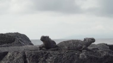 Deniz iguanası, Amblyrhynchus kristali (ayrıca deniz, tuzlu su veya Galapagos deniz iguanası olarak da bilinir), su altında beslenebilen ve sadece Pasifik Okyanusu 'ndaki Galapagos adalarında bulunan tek kertenkele türüdür..