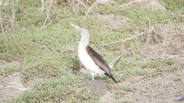 Slow Motion Mating Blue Footed Booby Sula Nebouxii Oiseau Marin — Video