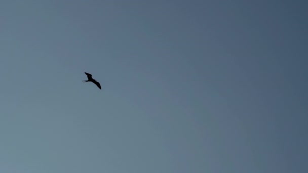 Cámara Lenta Magnífico Frigatebird Fregata Magnificens Ave Marina Negra Grande — Vídeo de stock